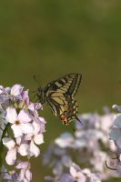 Swallowtail 2003 - Nick Sampford