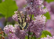 Swallowtail 2006 - Liz Goodyear
