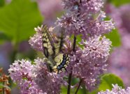 Swallowtail 2006 - Liz Goodyear