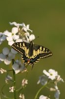 Swallowtail 2003 - Nick Sampford