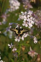 Swallowtail 2003 - Nick Sampford