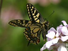 Swallowtail 2003 - Nick Sampford