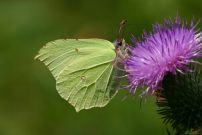 Brimstone 2004 - Sandra Standbridge