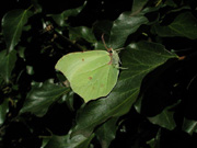 Brimstone 2007 - Helen Bantock