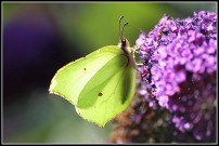 Brimstone 2010 - Malcolm Newland