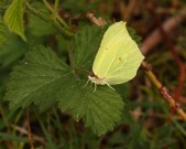 Brimstone 2011 - Miles Attenborough