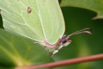 Brimstone 2011 - Thomas Curtis