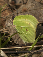 Brimstone 2017 - Bob Clift