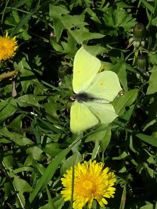 Brimstone in flight 24Mar19- Dave Miller