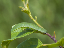 Brimstone larva 2017 - Bob Clift