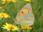 Clouded Yellow 2002 - Keith Balmer