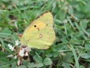 Clouded Yellow 2002 - Nick Sampford