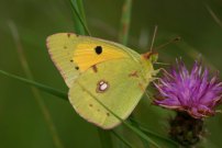 Clouded Yellow 2004 - Sandra Standbridge