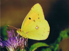 Clouded Yellow (f) 2006 - Clive Burrows