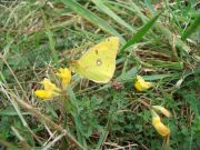 Clouded Yellow 2006 - Jez Perkins