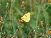 Clouded Yellow 2006 - Richard Harrington