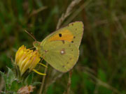 Clouded Yellow 2006 - Steve Lane