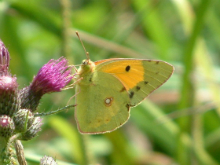 Clouded Yellow 2006 - Trevor Chapman