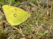 Clouded Yellow 2007 - Darin Stanley