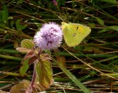 Clouded Yellow 2007 - Steve Hawkins