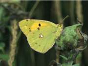 Clouded Yellow - John Stevens