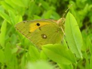 Clouded Yellow 2007 - Darin Stanley