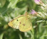 Berger's Clouded Yellow 2006 - Roger Gibbons