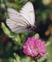 Black-veined White 2002 - Bob Hasra