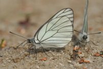 Black-veined White 2006 - Roger Gibbons