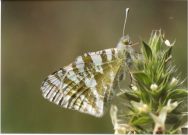 Green-striped White 2002 - Clive Burrows