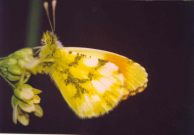 Moroccan Orange Tip