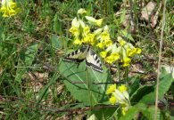 Swallowtail 2007 Poland - Steve Lane