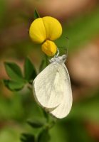 Wood White 2006 - Bob Hasra