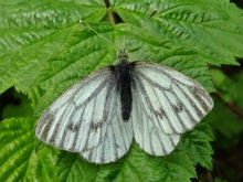 Green-veined White 2016 - Dave Miller