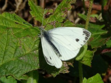 Green-veined White 2017 - Dave Miller