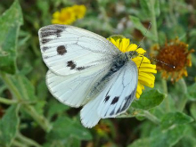 Green-veined White 2016 - Dave Miller