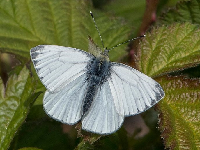 Green-veined White (m) 2019 - Bob Clift