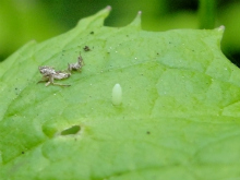 Green-veined White egg 2010 - Dave Miller