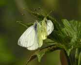 Green-veined White 2002 - Andrew Wood