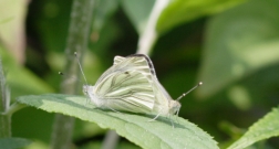 Green-veined White mating pair 2005 - David Newland