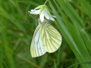 Green-veined White 2005 - Trevor Chapman