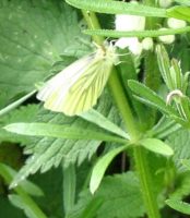 Green-veined White 2006 - Val Fullforth