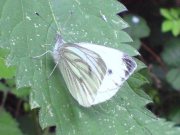 Green-veined White 2007 - Darin Stanley