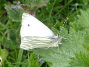 Green-veined White 2008 - Sezar Hikmet