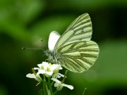 Green-veined White 2009 - Sezar Hikmet