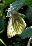 Green-veined White 2010 - Dave Miller