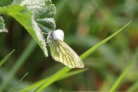 Green-veined White 2011 - Brian Knight