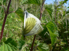 Green-veined White mating pair 2005 - Steve Lane