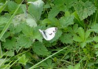 Green-veined White 2009 - Dave Miller