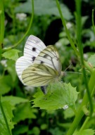 Green-veined White 2010 - Dave Miller